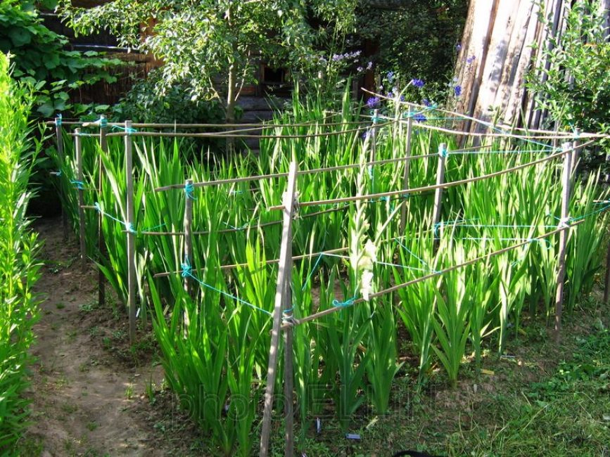 Jarretière glaïeul