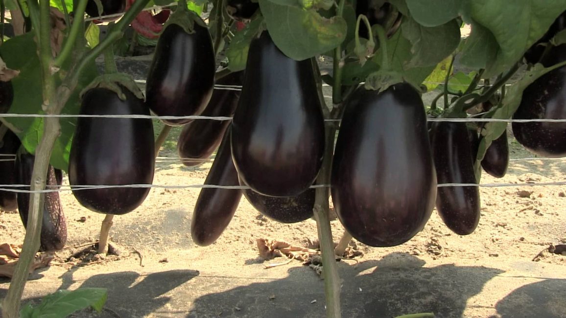 Variété d'aubergine Vakula