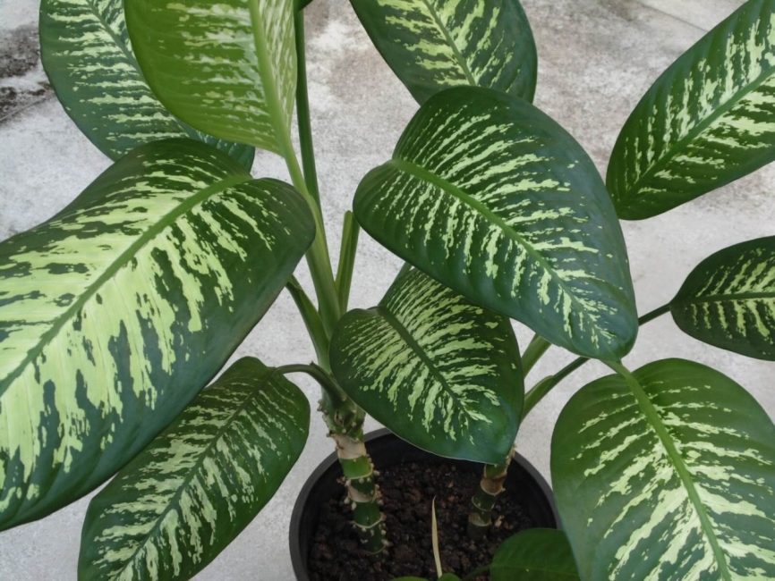 Dieffenbachia Magnifique ou Royal