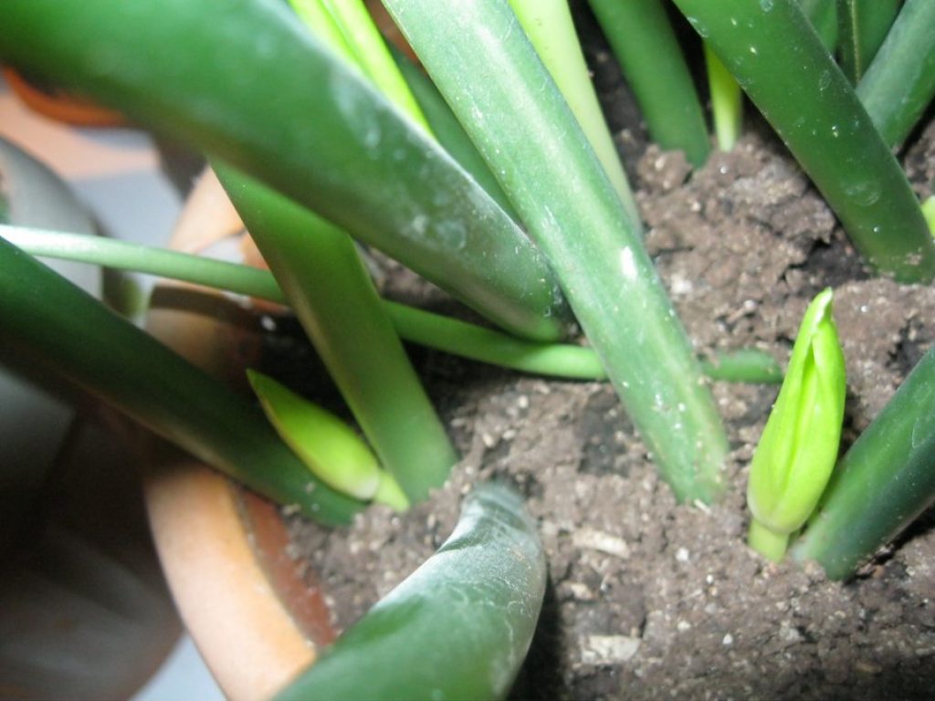 Terre végétale presque sèche. Peut être arrosé