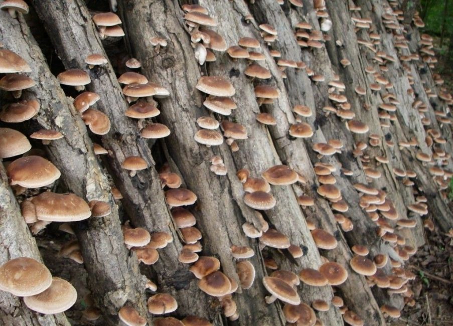 Culture de champignons sur bois coupé