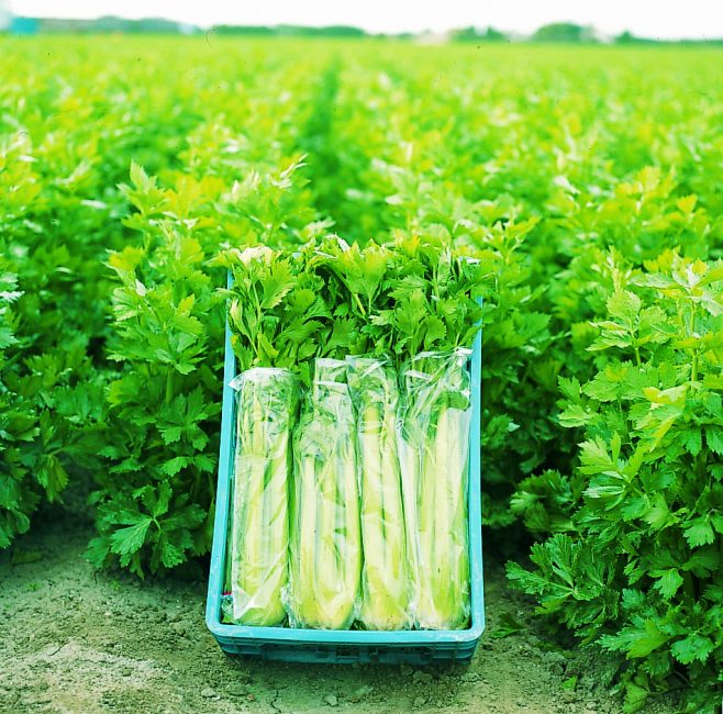 Le céleri est une culture qui pousse assez lentement