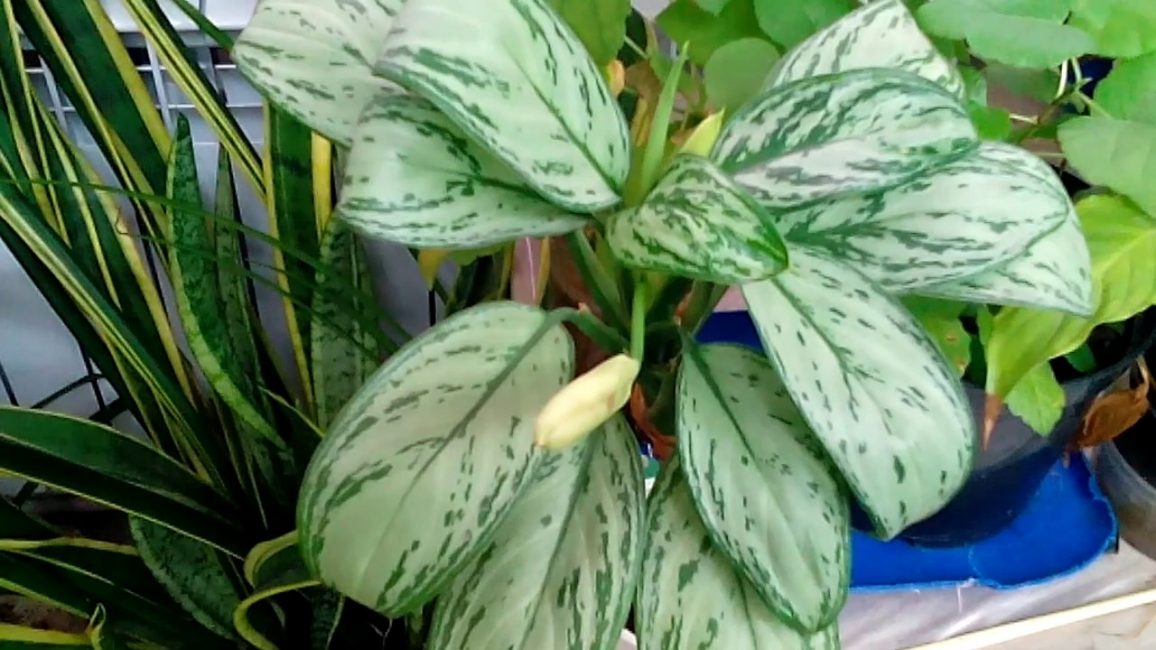 feuillu dieffenbachia