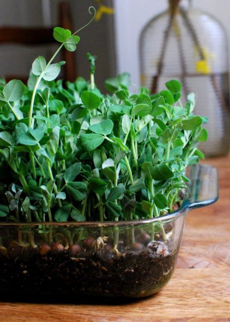 Les pois peuvent également être cultivés sur un rebord de fenêtre