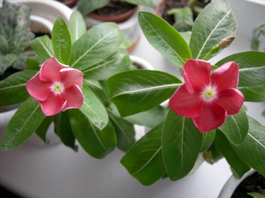 catharanthus