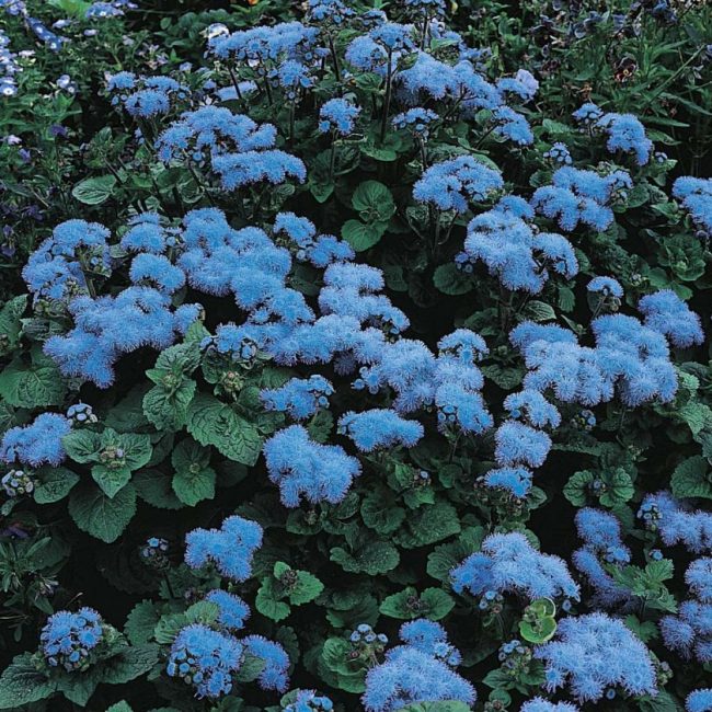 Ageratum Bleu Vison