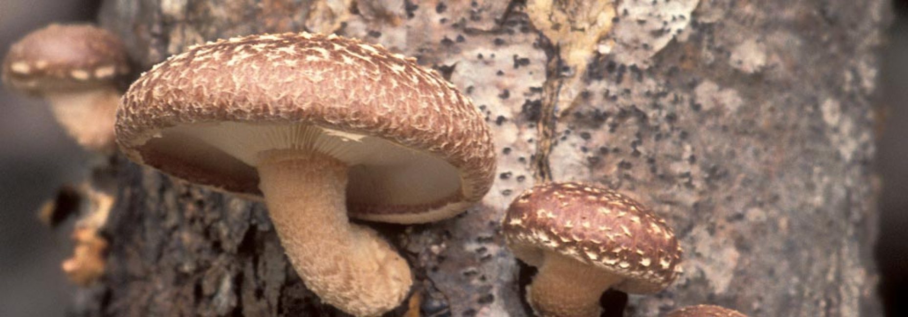 Champignon shiitake sur une bûche