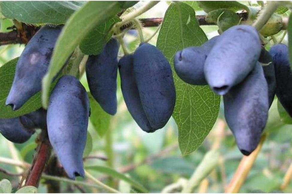 Variété de chèvrefeuille Silginka