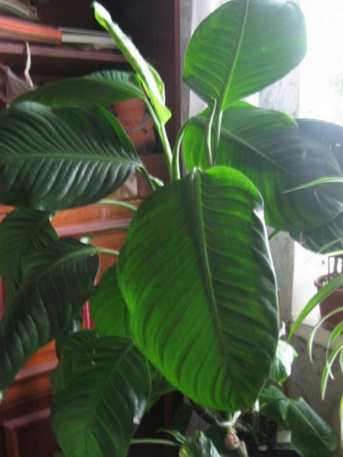 Dieffenbachia à grandes feuilles