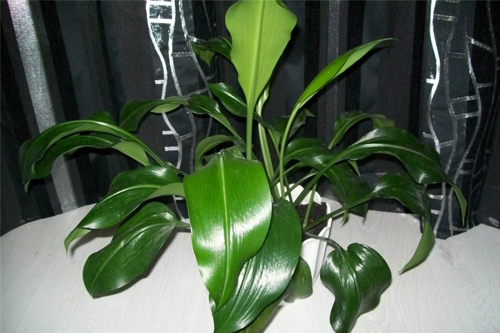 Végétation abondante d'eucharis