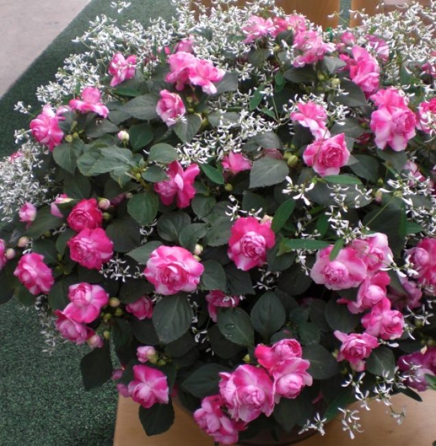 Variété du deuxième groupe Pink Fiesta dont la plupart des fleurs sont doubles