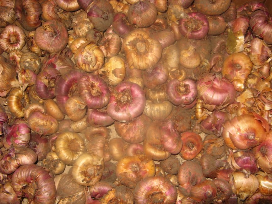 Bulbes de glaïeuls entreposés