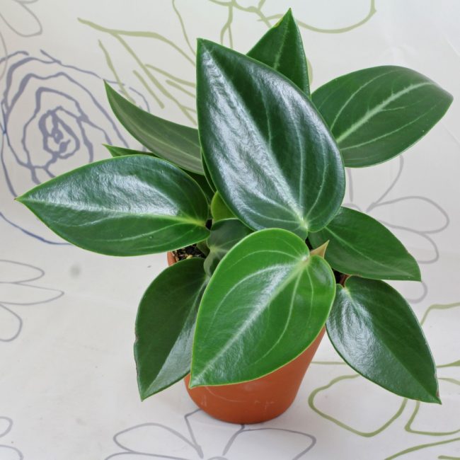 Peperomia repéré