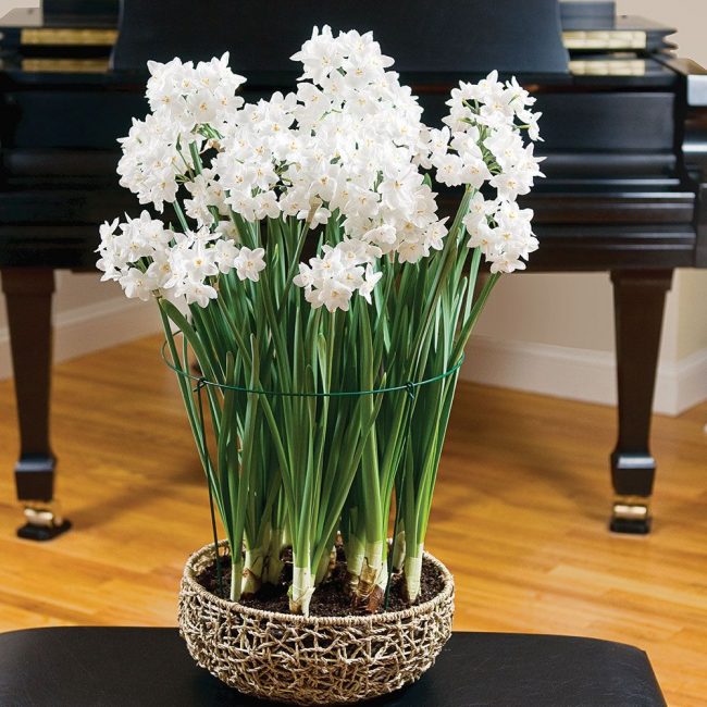 Plantation dense de bulbes d'eucharis