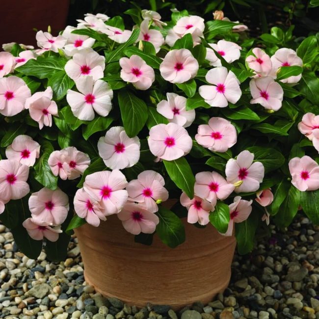 Pacific Ébricot Cataranthus