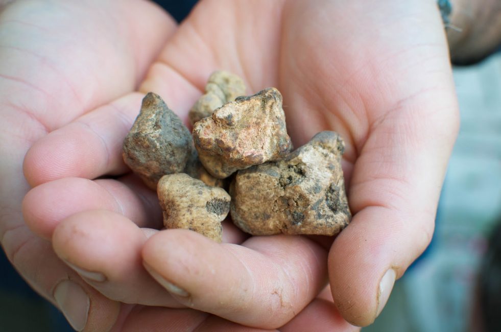 Truffes après la première année de culture