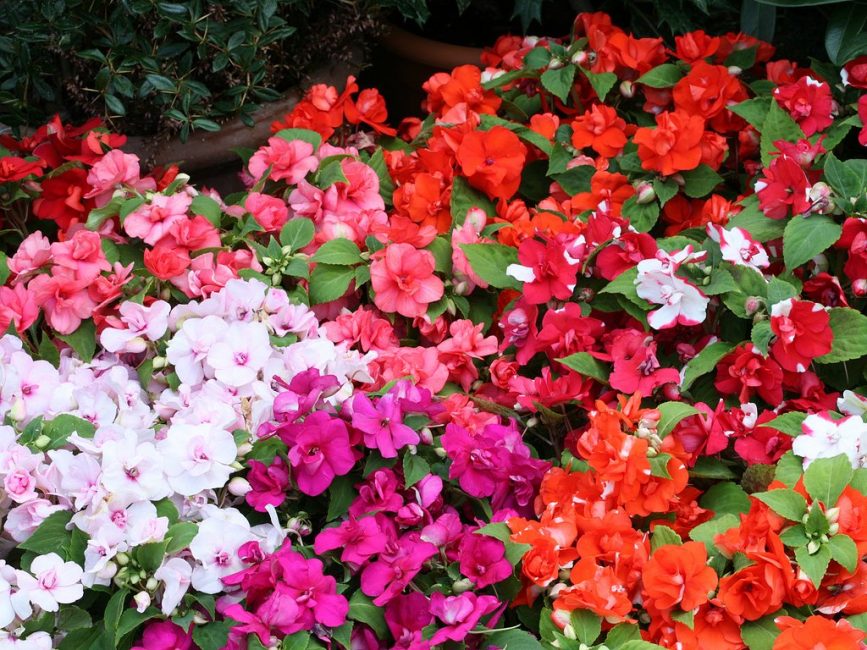 Couleurs naturelles de tous les types de baume original de Waller