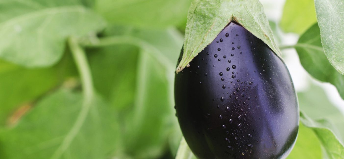 Variété d'aubergine Negus