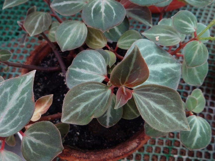 Marbre de péperomia