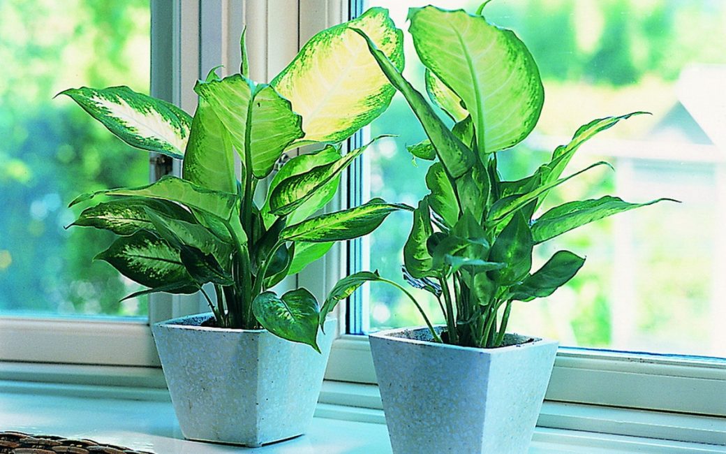 Maison Dieffenbachia