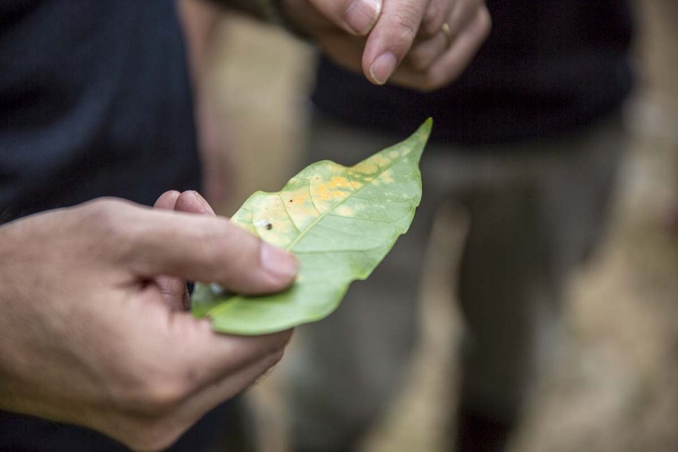 Feuille de café avec rouille brune