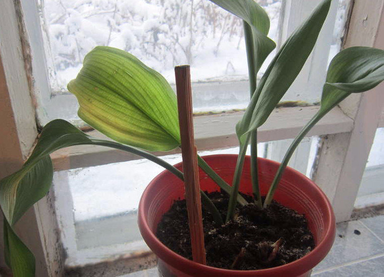 Jaunissement du feuillage des plantes pendant la dormance