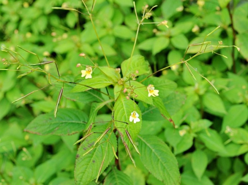 Baumier à petites fleurs