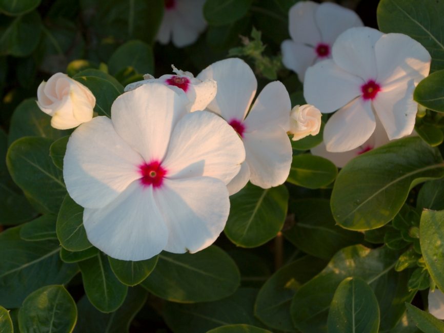 Catharanthus blanc du Pacifique