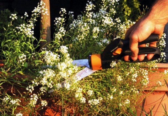 La taille vous permet non seulement de préserver le caractère décoratif du buisson, mais prolonge également la période de floraison.