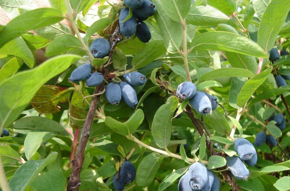 Variété de chèvrefeuille Rapture