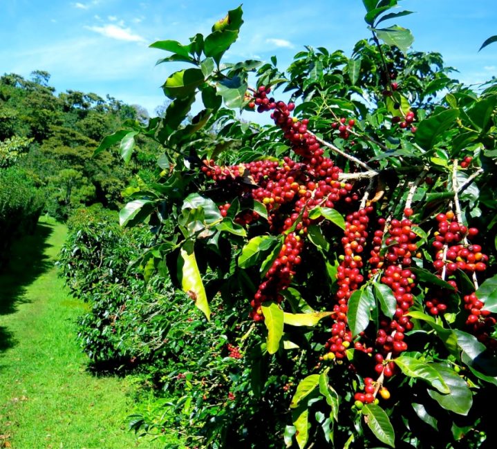 Branches de la variété Typica
