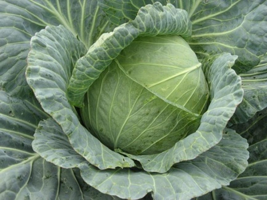 Variété de chou Nadezhda