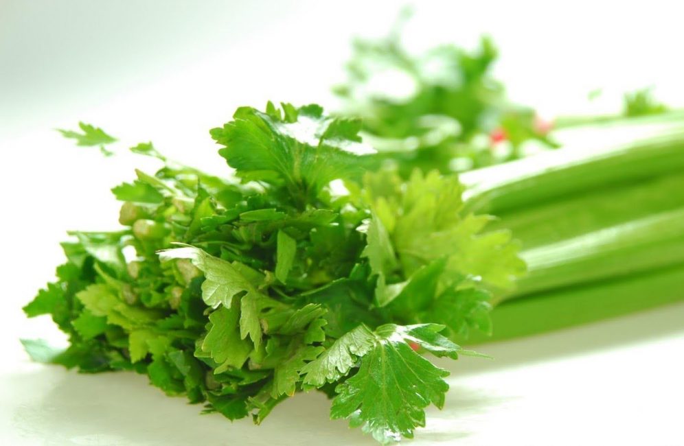 Pour obtenir des verts plus parfumés, la séléra peut être plantée dans une zone sombre.