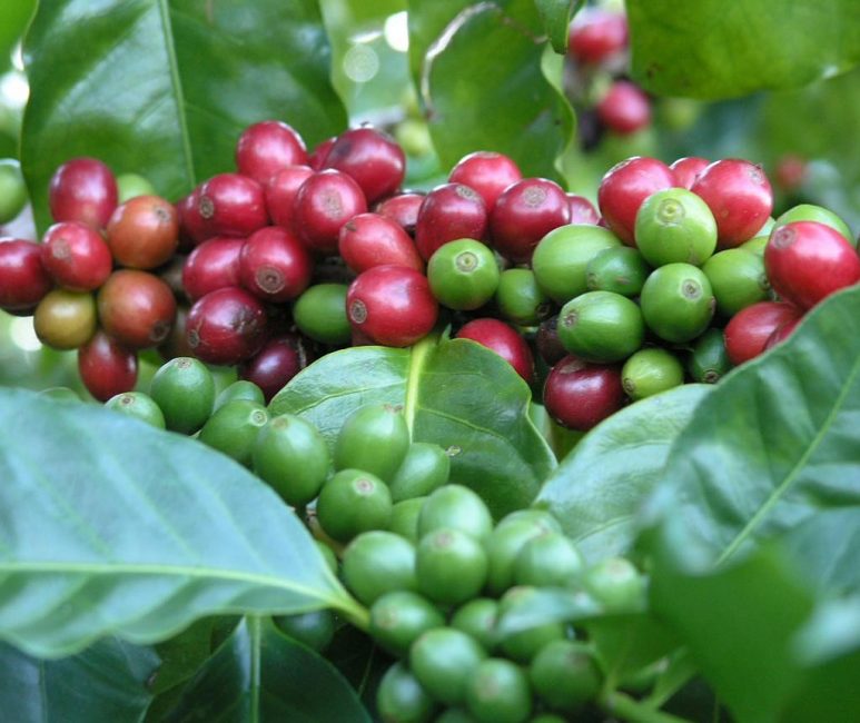 Fruits mûrs de la variété Typica