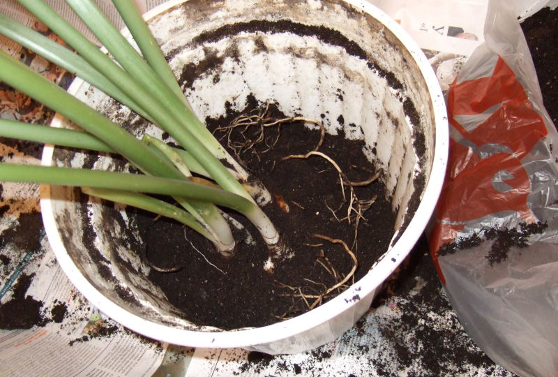 Plusieurs bulbes filles transplantés dans un pot séparé