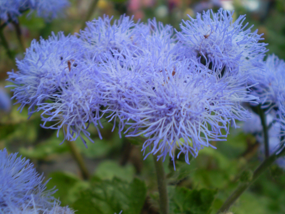 Petite Dorrit Ageratum