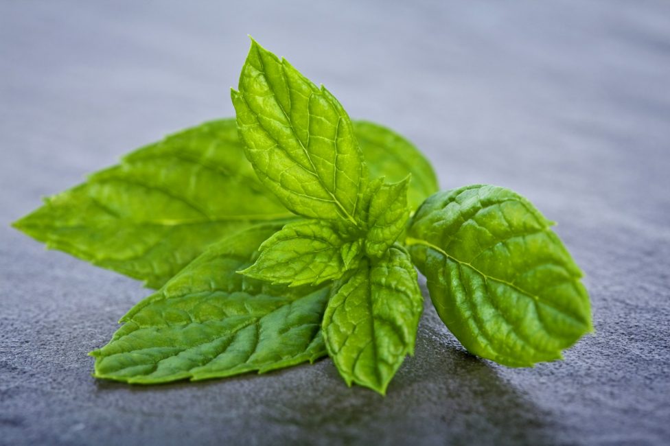 Pour soulager un mal de tête, quelques-unes de ses feuilles doivent être appliquées sur les tempes.