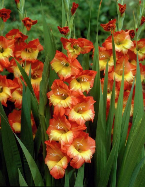 Variété papillon Georgette