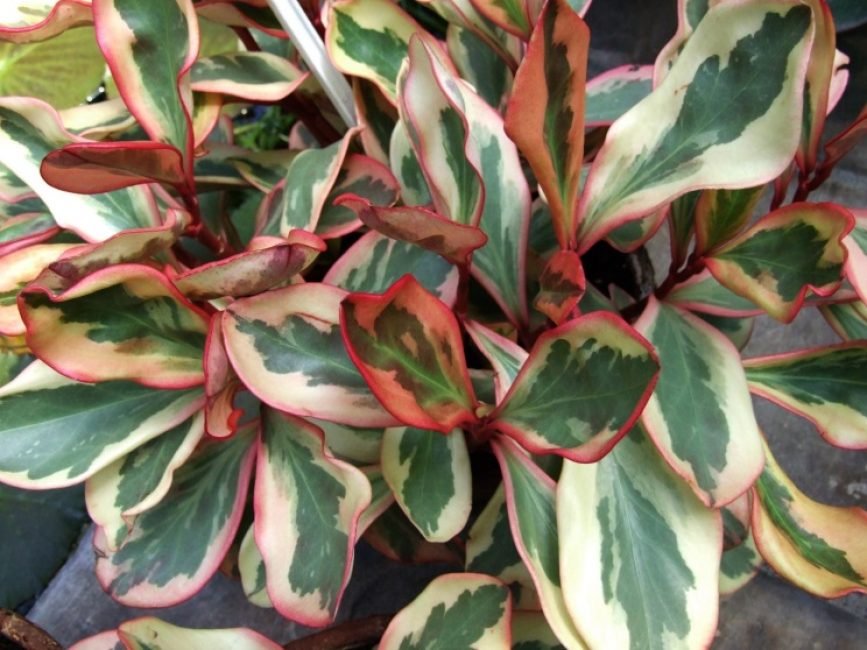 Peperomia clousiefeuille