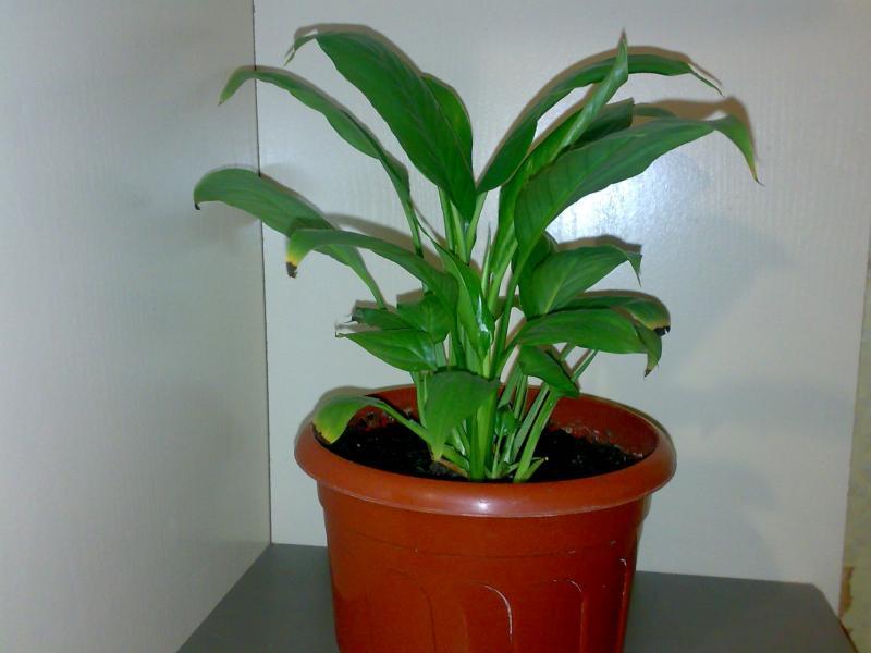 Croissance de la masse verte dans plusieurs bulbes filles