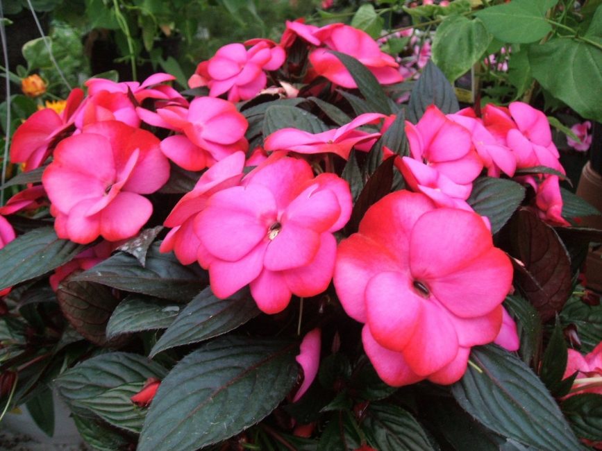 Baume de Nouvelle-Guinée.