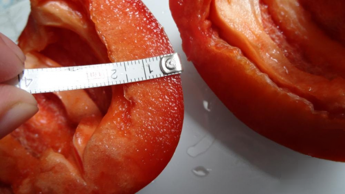 La photo montre une section du poivre de Kolobok : parois très épaisses