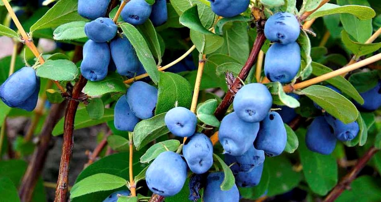 Variété de chèvrefeuille de Cendrillon