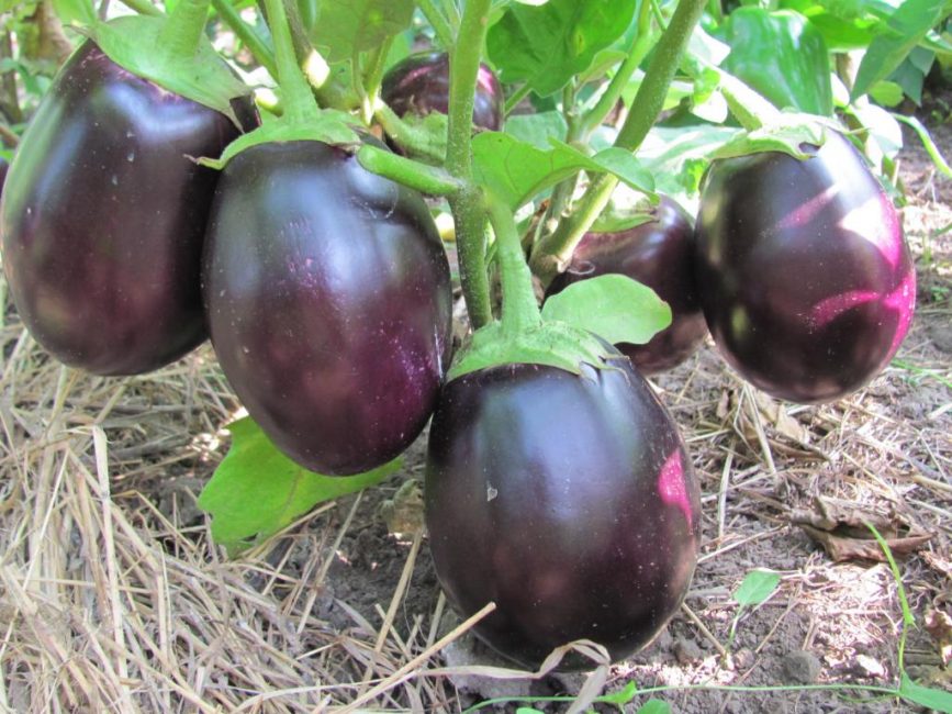 Variété d'aubergine précoce naine