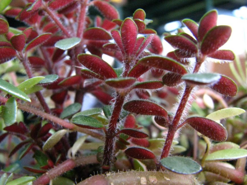 Peperomia rougeâtre