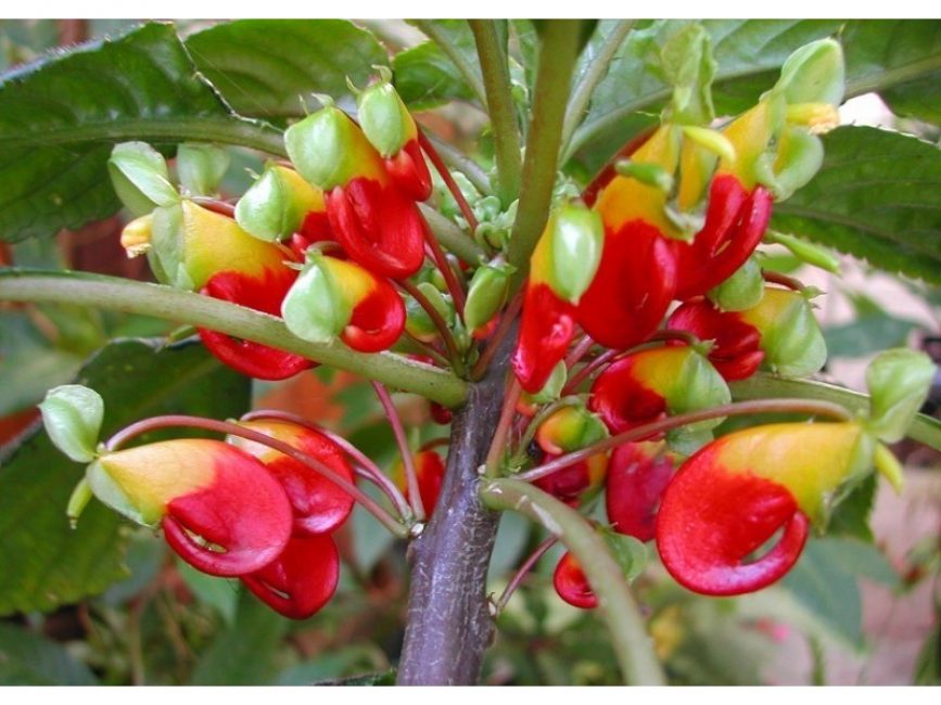 Fleurs de baume de Niamey