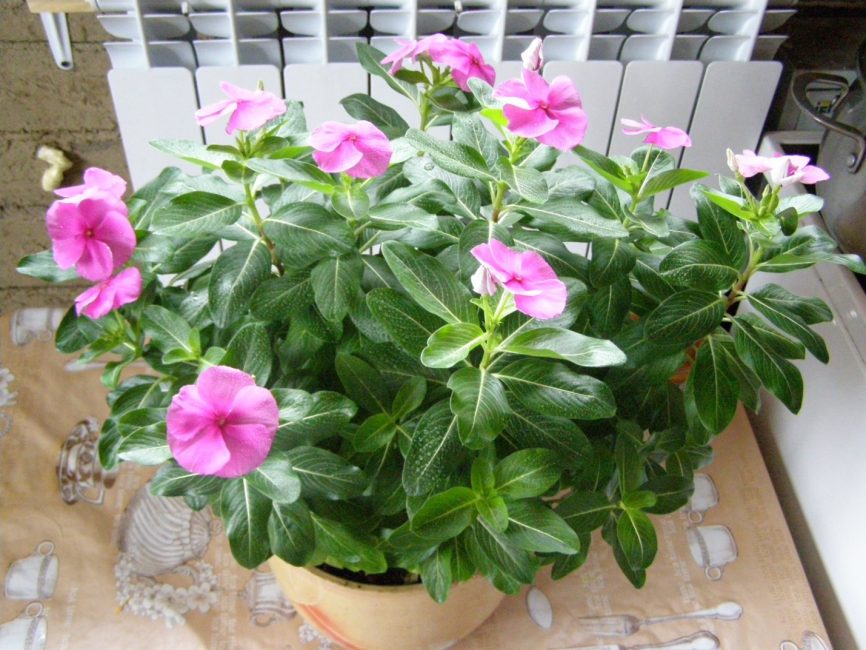Prendre soin d'un catharanthus ne nécessite pas beaucoup d'efforts.