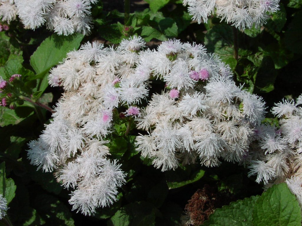 Ageratum de neige d'été