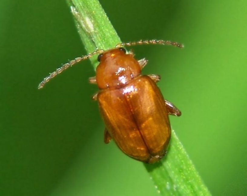 Voici un tel insecte nuisible que l'on peut trouver sur les pousses d'alyssum