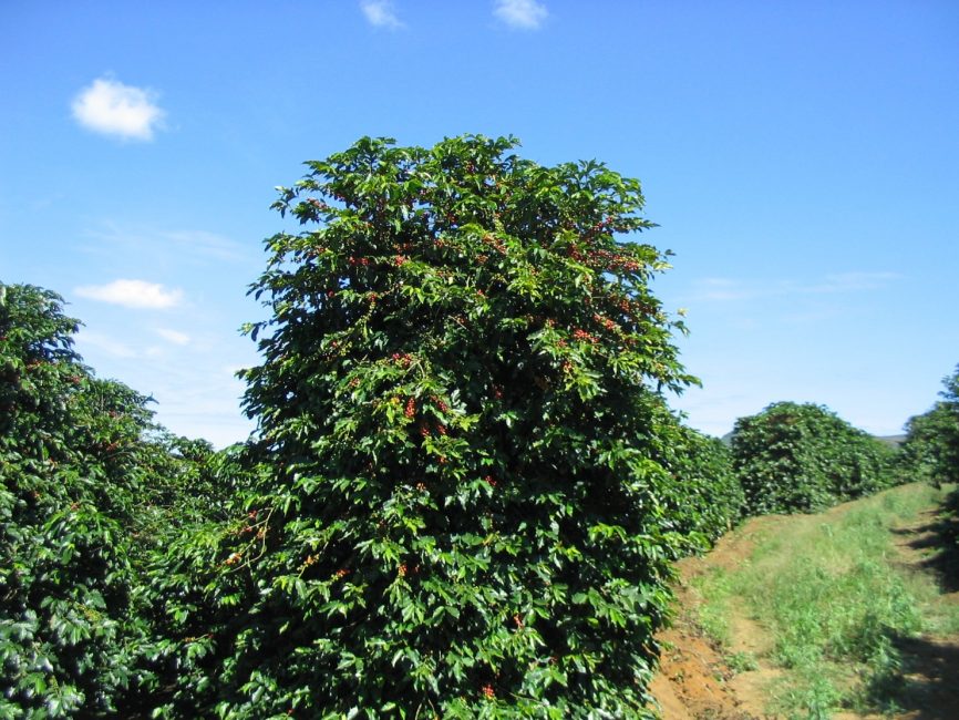 Caféier du Congo (Robusta)